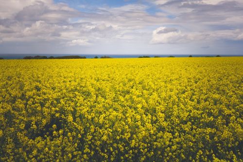 yellow flowers field