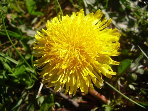 yellow flower yellow flower