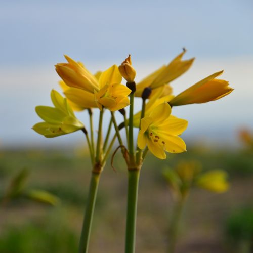 yellow flower flowering desert