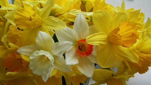 narcissus yellow flower