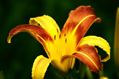 yellow flowers plant