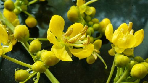 yellow flowers dew