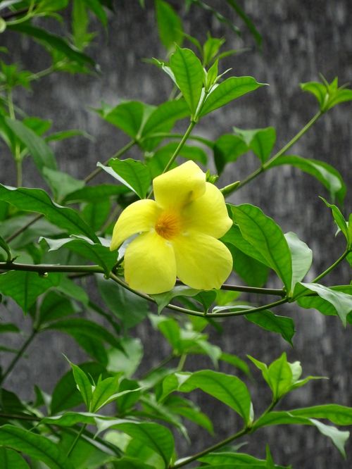 yellow flower yellow flowers