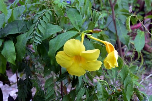 yellow allamanda allamanda yellow flower