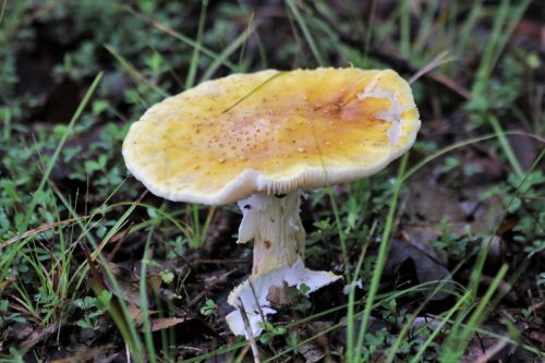 Yellow Amanita Mushroom In Grass