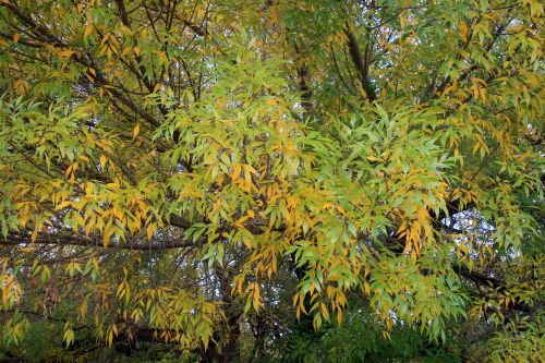 Yellow Among Green Leaves In Autumn