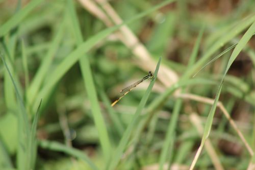 Yellow And Black Citrine Forktail
