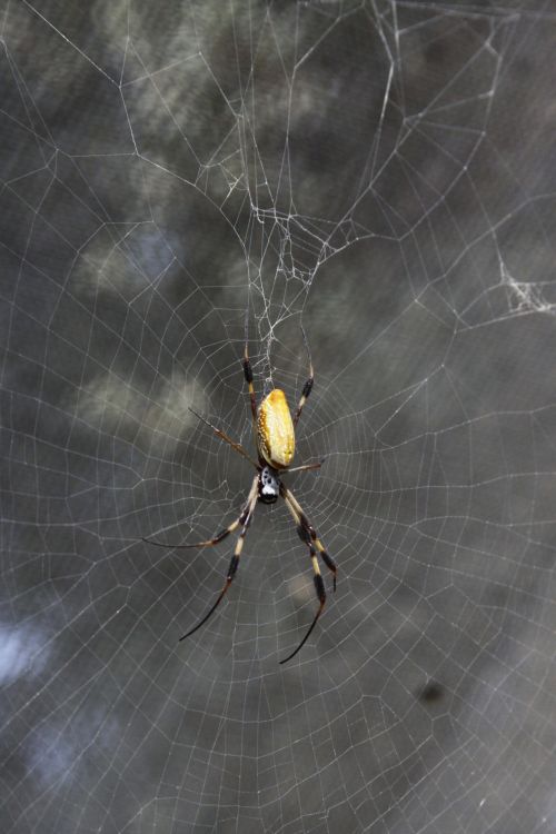 Yellow &amp; Black Spider On A Web