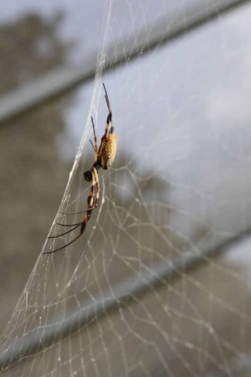 Yellow &amp; Black Spider On Web