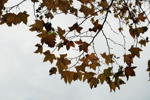 Yellow &amp; Brown Leaves Against Sky