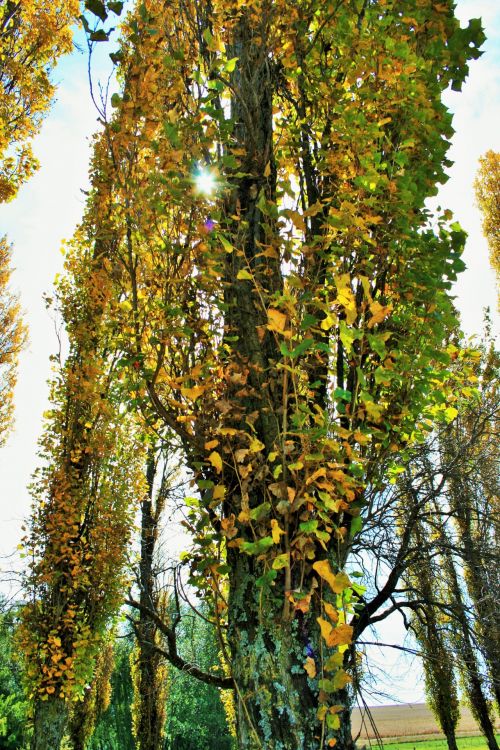 Yellow And Green Leaves On Poplar