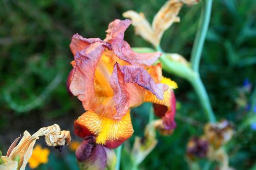Yellow And Mauve Iris Close