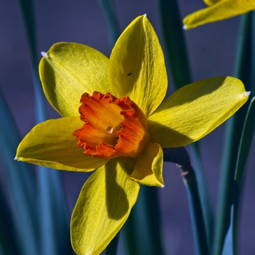 yellow and orange daffodil  garden  bloom