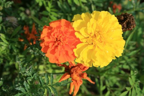 Yellow And Orange  Marigold Flowers