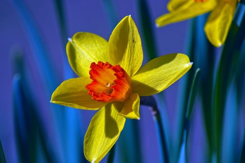 yellow and orange narcissus  garden  bloom