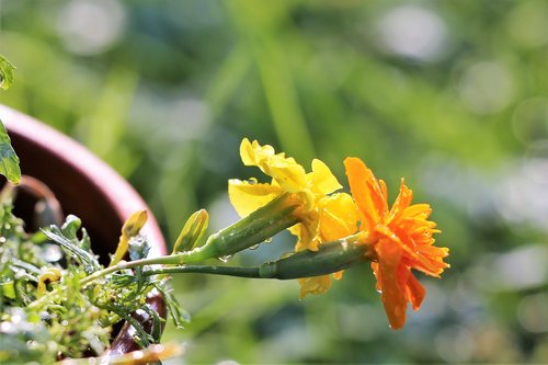 yellow and orange tagettes  after rain  colorful