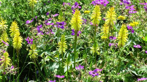 Yellow And Purple Flower Background