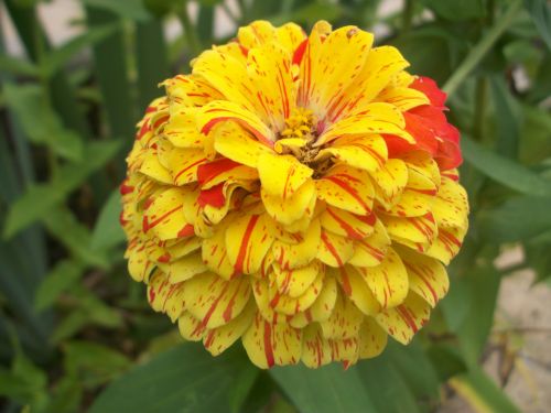 Yellow And Red Flower