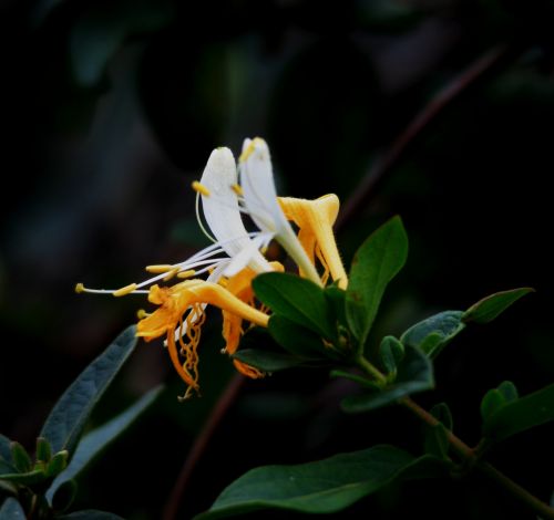 Yellow And White Honeysuckle