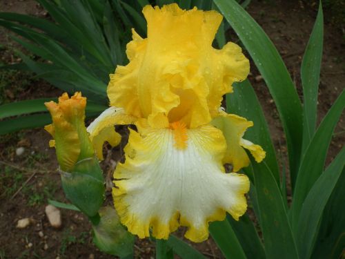 Yellow And White Iris