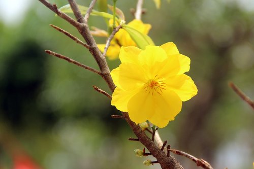 yellow apricot blossoms  flower  plant