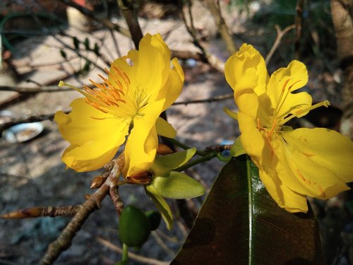 yellow apricot flower  in kien giang province
