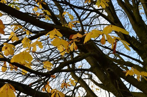 Yellow Autumn Leaves