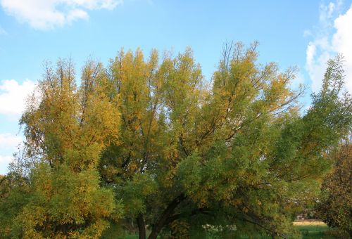 Yellow Autumn Tree