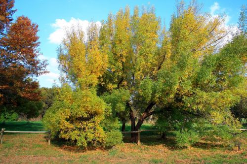 Yellow Autumn Tree