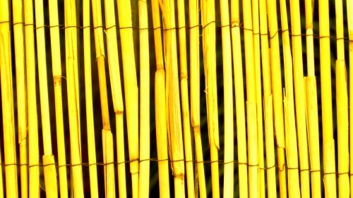 Yellow Bamboo Wood Background