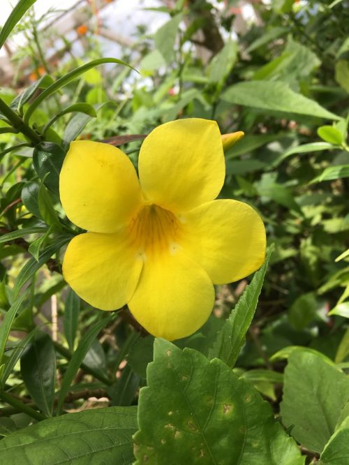yellow bell yellow bell flower flower