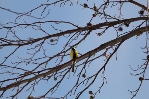 yellow-bellied siskin bird black and yellow