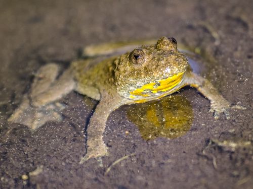 yellow-bellied toad toad amphibians