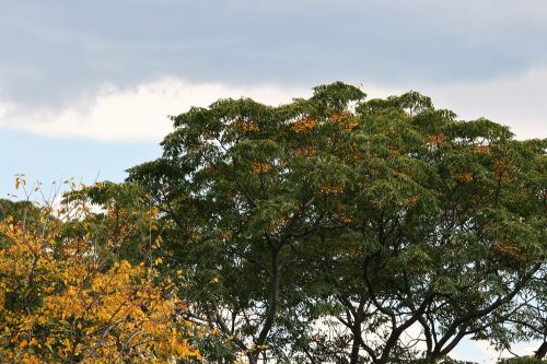 Yellow Berries On Syringa Tree