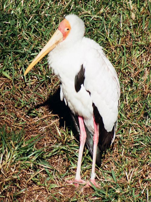 Yellow Billed Stork