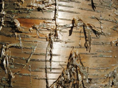 Yellow Birch Bark