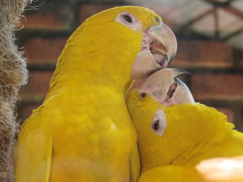 yellow birds courtship animal