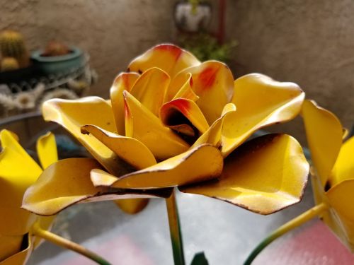 Yellow Blooms
