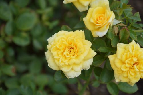 yellow blossom rose flower