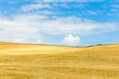 Background,blue,farm,field,golden - free image from 