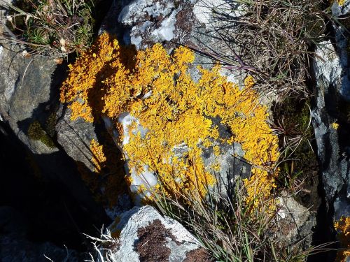 yellow braid rock stones