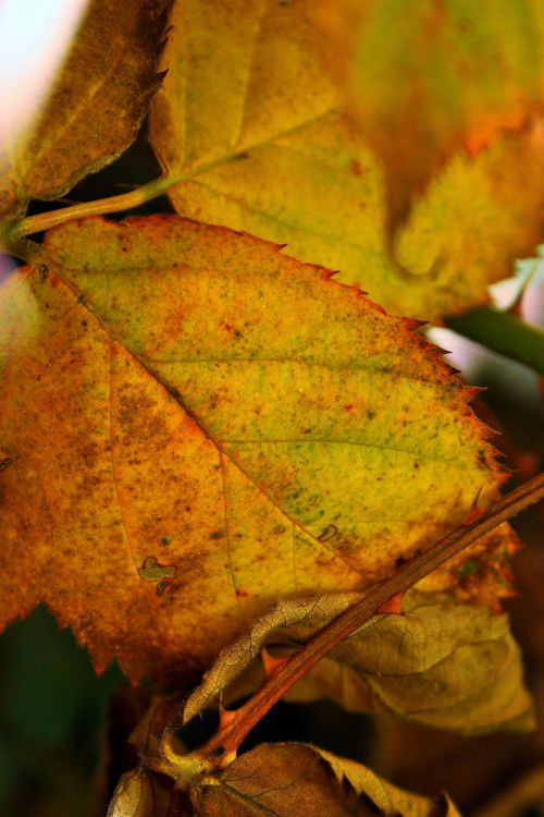 Yellow Bramble Leaves