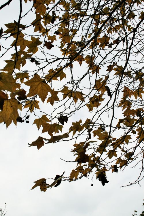 Yellow-brown Leaves Against The Sky