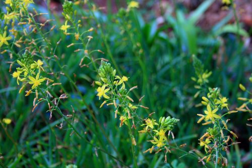 Yellow Bulbinella Flower