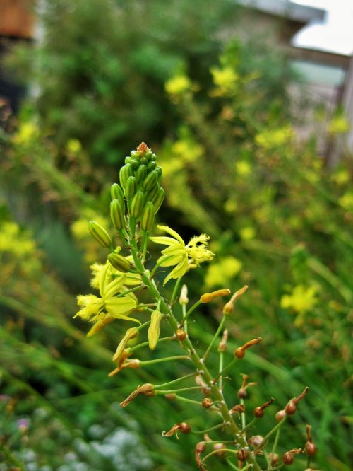 Yellow Bulbinella Flower