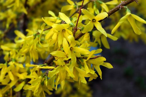 yellow bush krupnyj plan flower