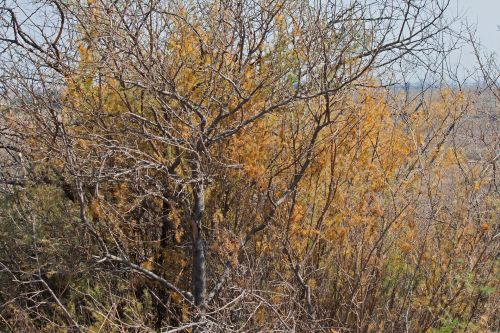 Yellow Bush And Dry Branches