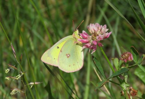 yellow butterfly butterfly summer