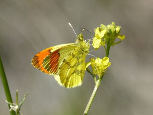 yellow butterfly aurora yellow wild flower