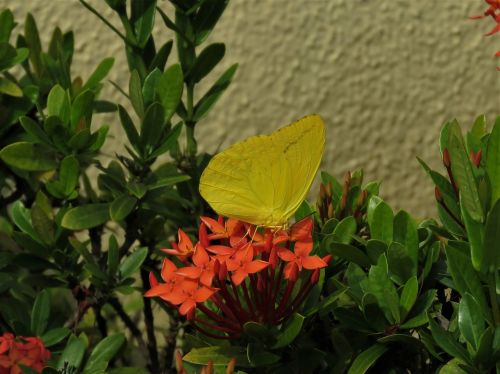 yellow butterfly butterfly yellow